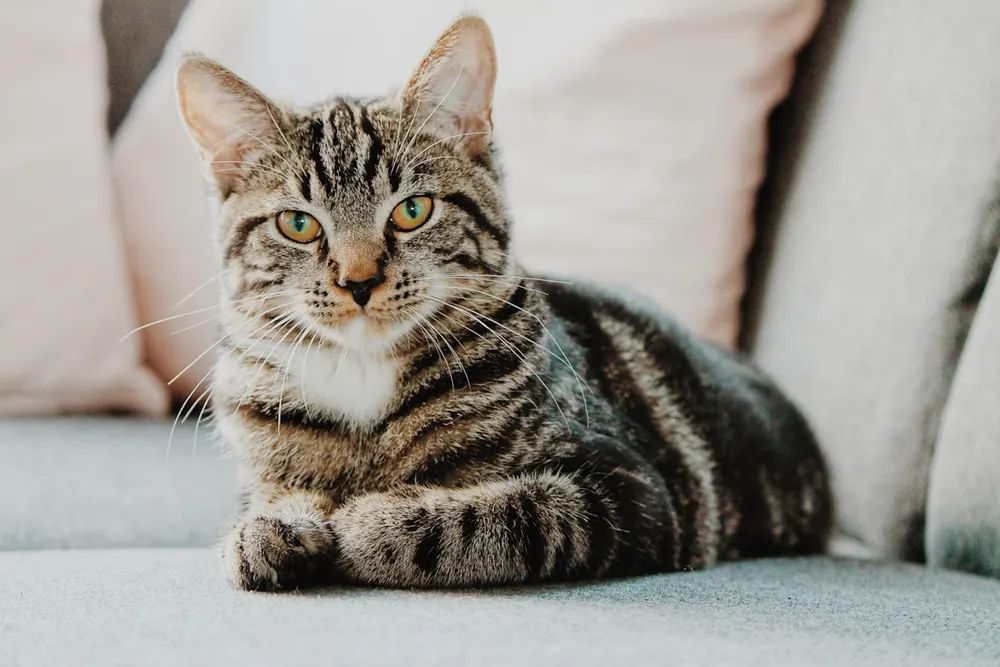 Chaton en famille d’accueil